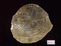 藏品(雲母貝化石)的圖片